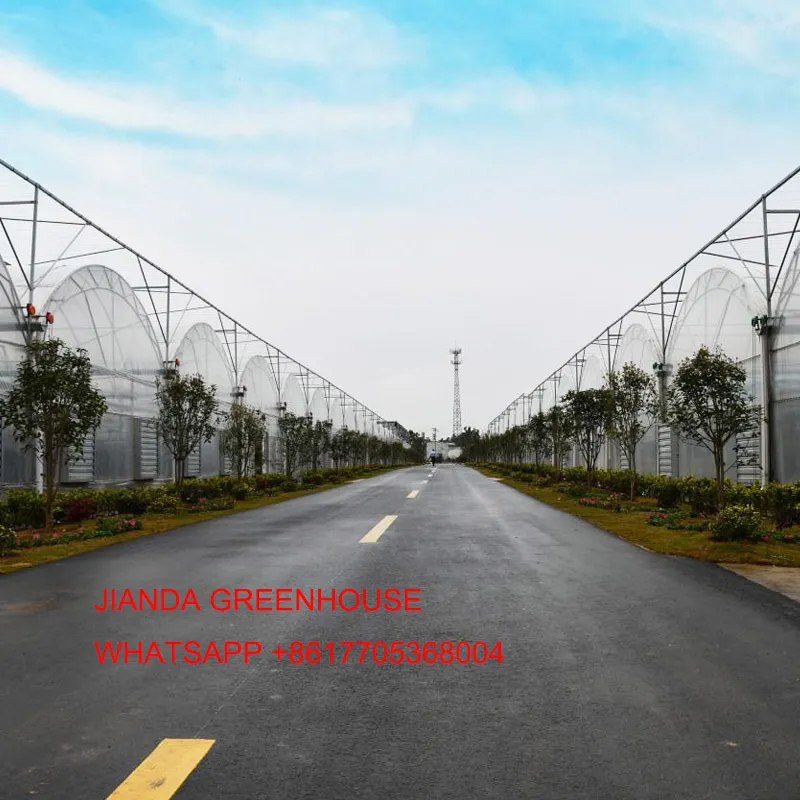 CHINA GGREENHOUSE CHINA GGREENHOUSE