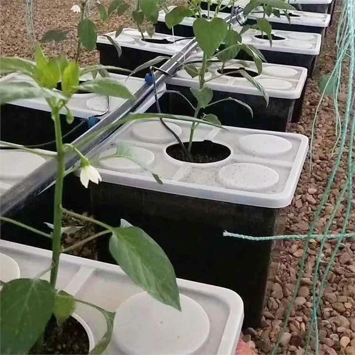 Dutch Bucket Grow