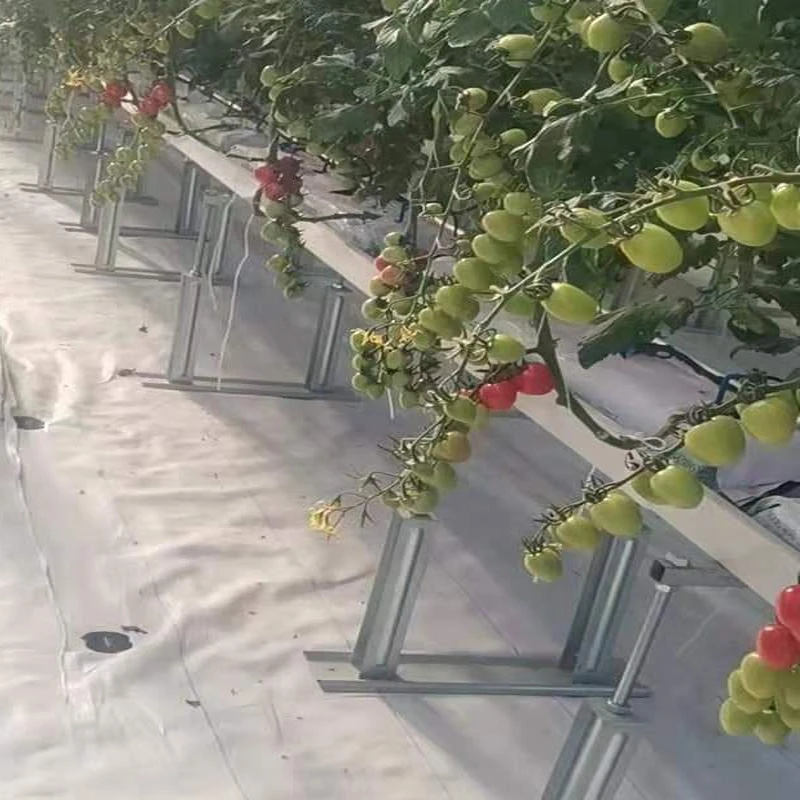 Bodendecker und Tomatenanbau
