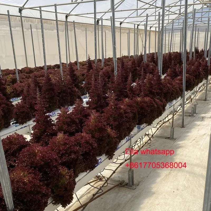 Hydroponic Planting Gutter For Tomato Greens