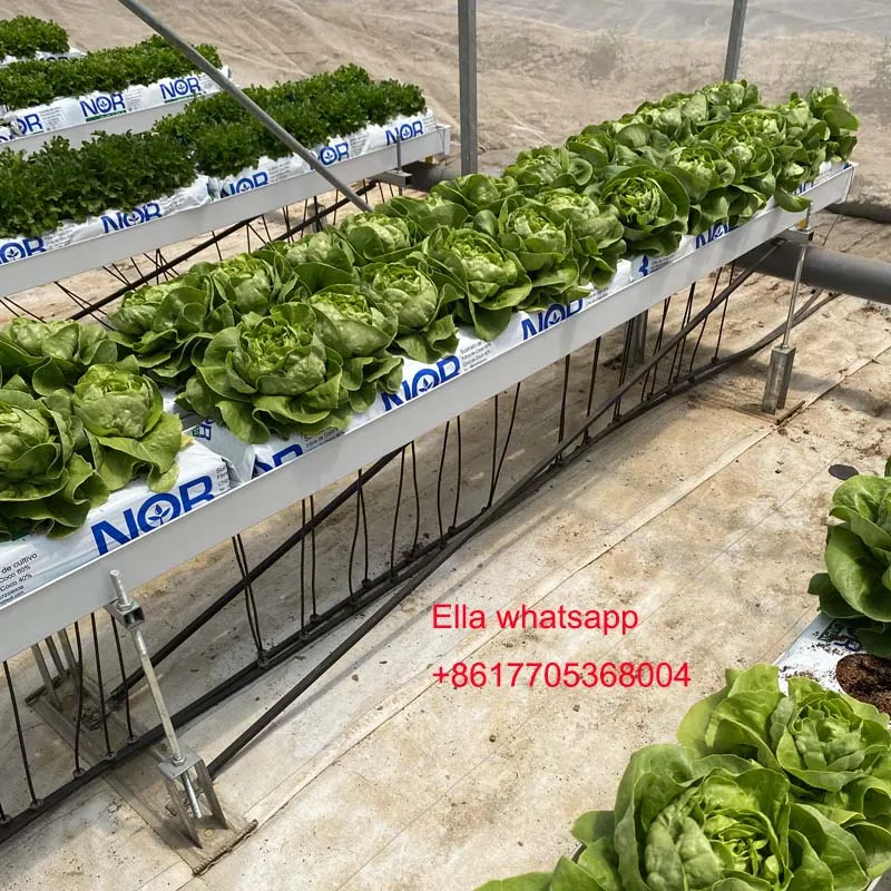 Hydroponische Pflanzrinne für Tomatengrün