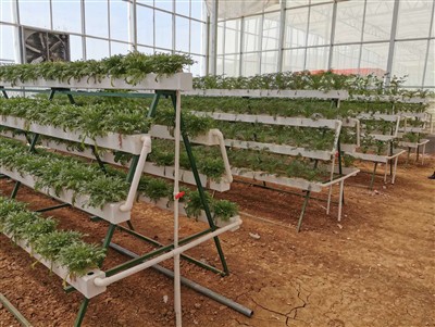 Flaches NFT -Hydroponiksystem